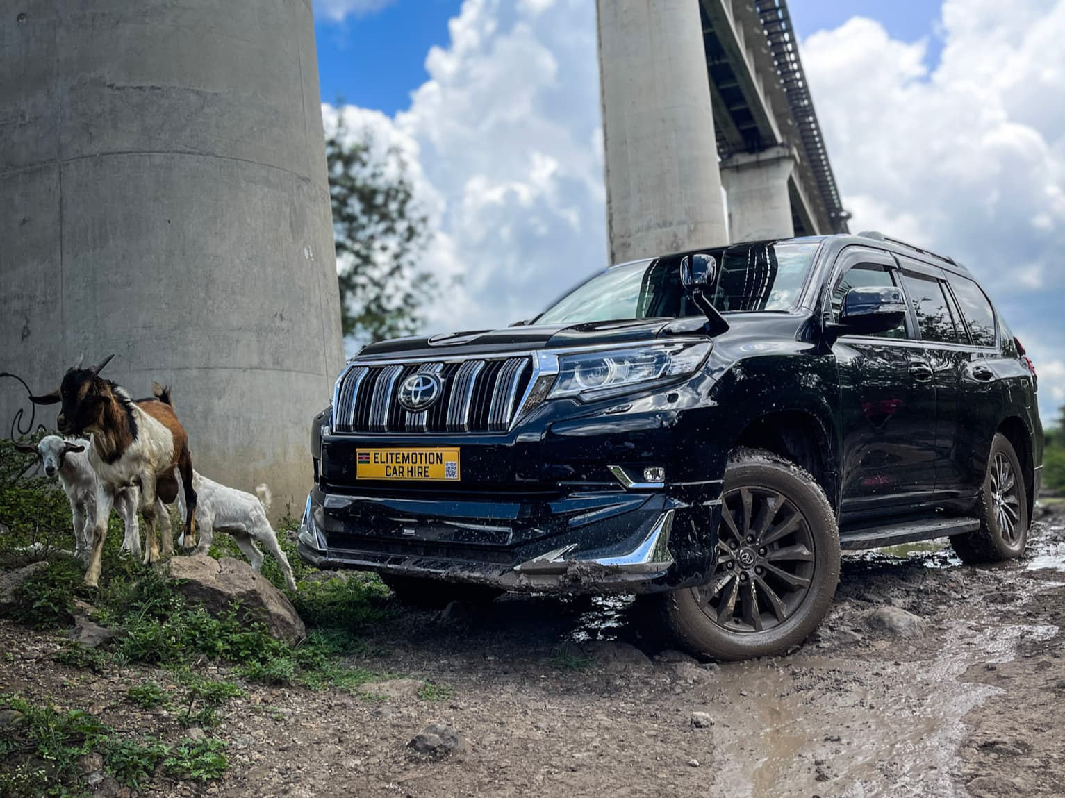 Toyota Prado with goats crossing the road - Perfect for safari adventures